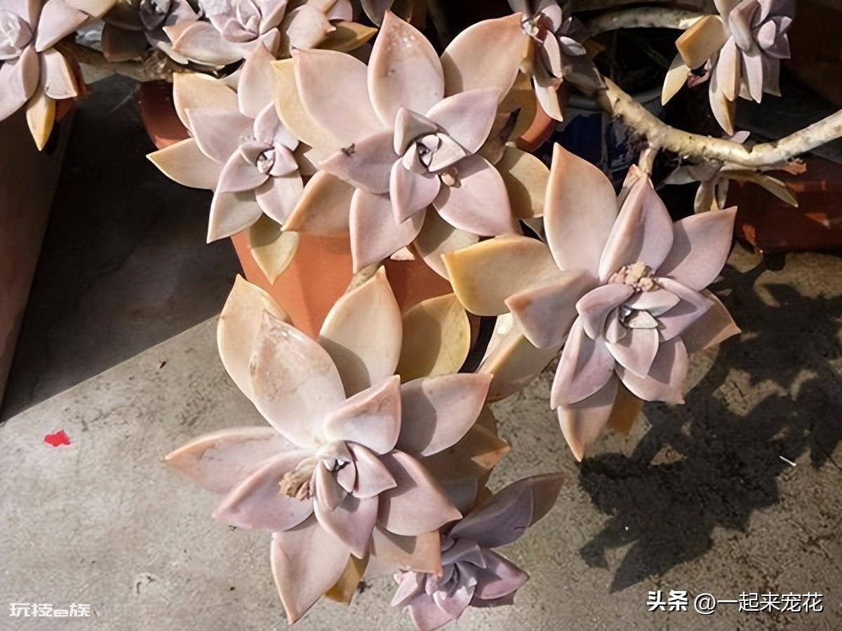 最漂亮的多肉品种及名称(6种高颜值多肉植物容易养出状态)-图片6